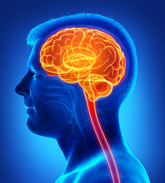 3d rendered, medically accurate illustration of a male highlighted brain /headache