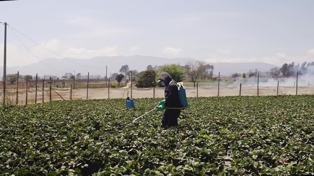 A Farmer Spraying Insecticide To Crops In The Farm In Patzicia, Guatemala - trucking shot