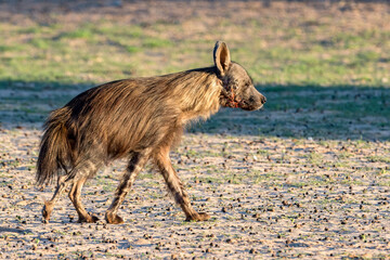 Brown Hyena.
