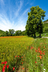 poppy fields french countryside in spring