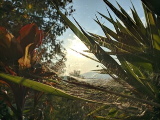 Lo increible, hermosa y única que puede llegar a ser una PUESTA de SOL junto a una TELA de ARAÑA  