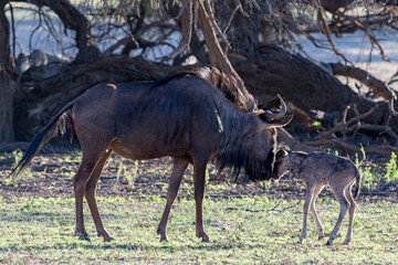 Blue Wildebeest Birth.