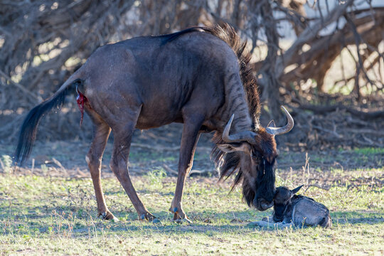 Blue Wildebeest Birth