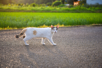 里山を歩く野良猫	
