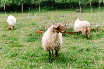 Fototapeta premium Shaggy sheep grazes in the in the field. livestock concept.
