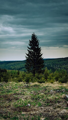 trees in the mountains