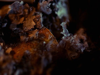 close up of rusty ash
