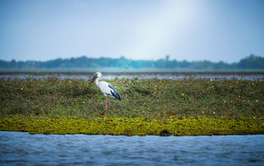Alone White Pelican