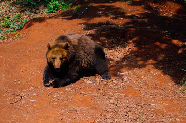 brown bear cub