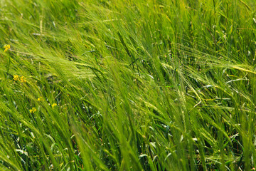texture of grass and green wheat bread. natural background