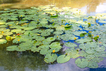 Fototapeta na wymiar Lilies with yellow flowers on the pond