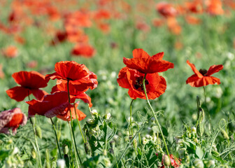 summer landscape with blooming red poppies, blurred background, highlighted petal fragments