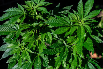 close up of hemp leaf