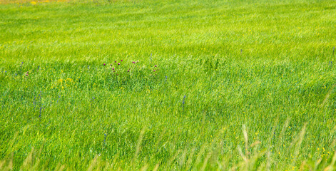 texture of grass and green wheat bread. natural background