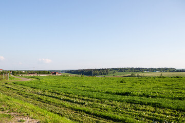 Fototapeta na wymiar Field with green grass outside the city