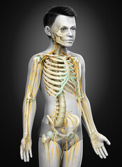 3d rendered medically accurate illustration of a young boy nervous system and skeleton system