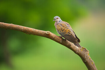 Fototapeta premium European Turtle-Dove - Streptopelia turtur bird
