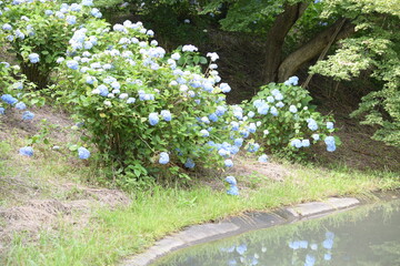 あじさい園