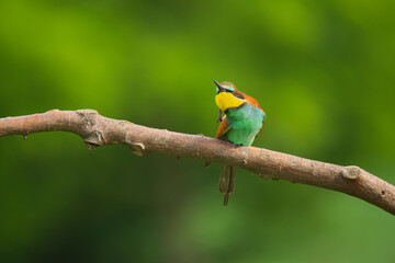 European Bee-Eater - Merops Apiaster on a branch , exotic colorful migratory bird
