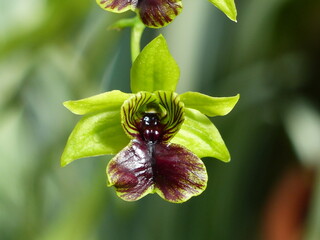 Dendrobium convolutum is a species of genus Dendrobium, Orchidaceae family. Papua New Guinea
