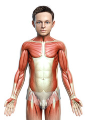 3d rendered medically accurate illustration of a young boy muscle system