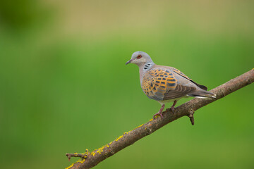 European Turtle-Dove - Streptopelia turtur bird