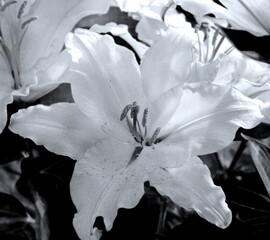 Garden lily close-up in black and white