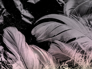 Beautiful abstract white and black feathers on white background and soft white feather texture on...