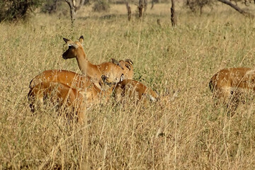 Aepyceros melampus melampus