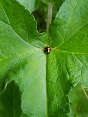 ladybug on leaf