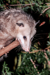 Virginia Opossum (Didelphis virginiana) in garden, Los Angeles, California, USA