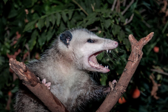 Virginia Opossum (Didelphis virginiana) in garden, Los Angeles, California, USA