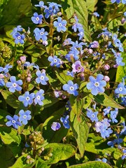 blue flowers in the garden