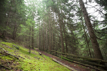 Wide view inside a pine forest in the Dolomites (Italy)