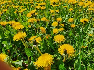 yellow dandelions on green grass