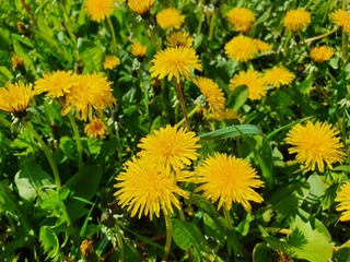 yellow dandelions on green grass