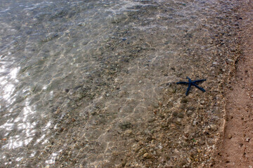 star fish in the water