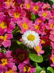 pink and yellow flowers