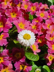 pink and yellow flowers