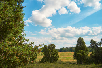 Obraz premium beautiful sunny day next to spruce and juniper trees