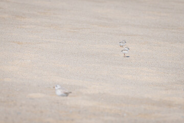 piping plover babies and its father walking on the beach