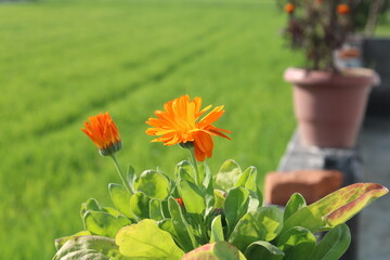 daisy flower in pot