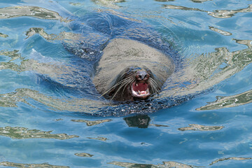 Obraz premium Northern Fur Seal (Callorhinus ursinus)