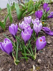 purple crocuses in the garden