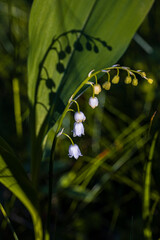 various beautiful flowers in sunlight