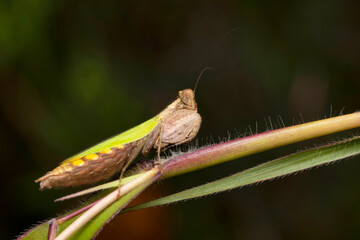 Boxer mantis on tree branch, Hestiasula brunneriana, Hymenopodidae, Pune, Maharashtra, India