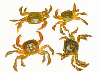 Small green tidal crabs or rice field crabs on white background.