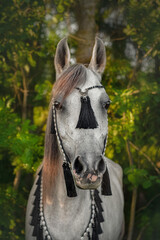 Portrait of an Arabian horse on a background of green forest
