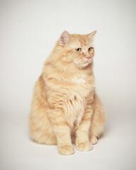 Persian cat who was turning his head, as if he saw something strange. This cat smells an attention-grabbing scent to hunt it. a very serious cat expression.