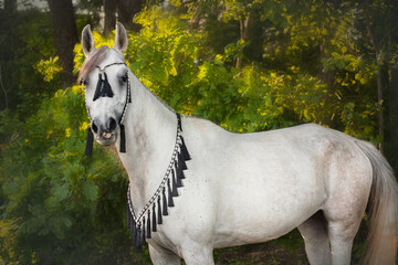 Portrait of an Arabian horse on a background of green forest